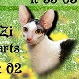 Graceful Zi Black Hearts