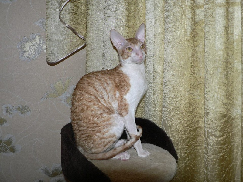 Q-Felixc Alexstaza of Star Forge - cornish rex