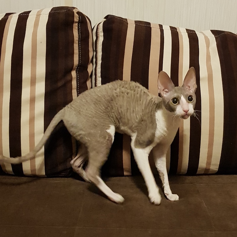 Winter Eledhrim - cornish rex