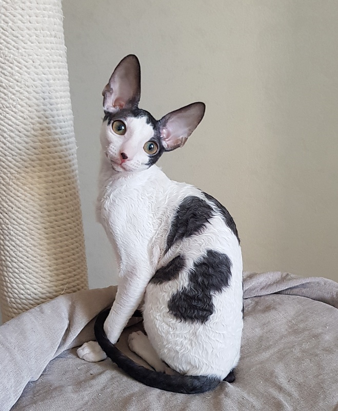 Milaaviya Elemani Dream - Kitten cornish rex 3 months 4 weeks