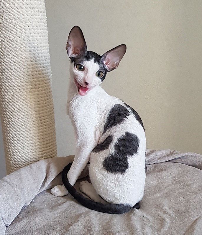 Milaaviya Elemani Dream - Kitten cornish rex 3 months 4 weeks