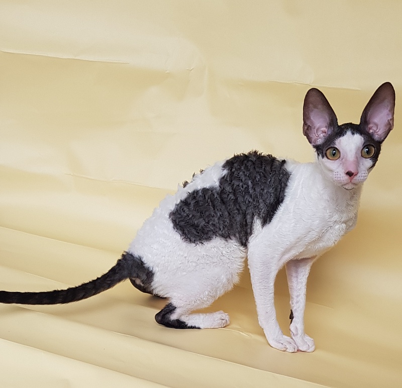 Milaaviya Elemani Dream - Kitten cornish rex 5.5 months