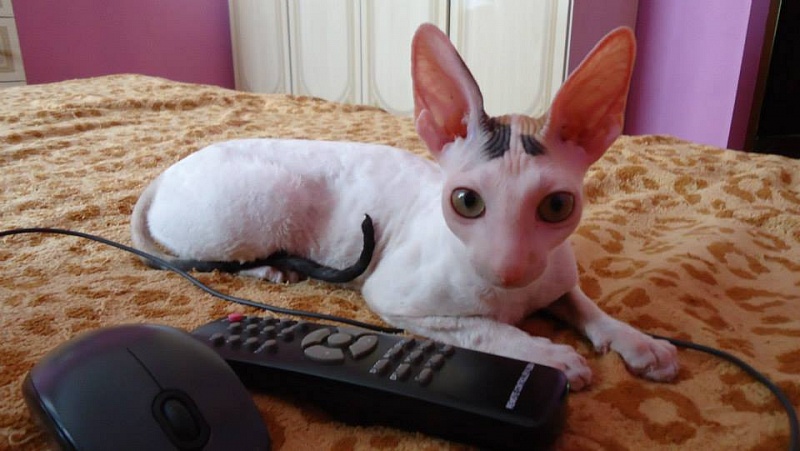 Wilma Gwendji Wonder - cornish rex