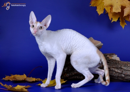 Frost and Sun Gwendji Wonder - cornish rex 10/15/2011