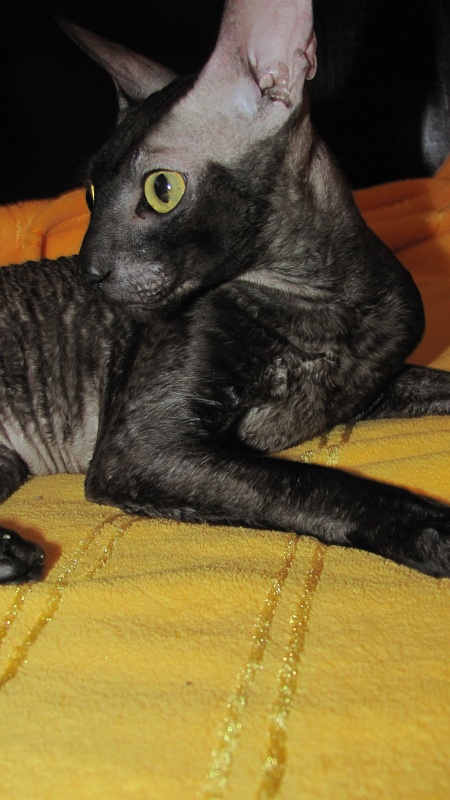 Blytt Beautiful Mind - cornish rex