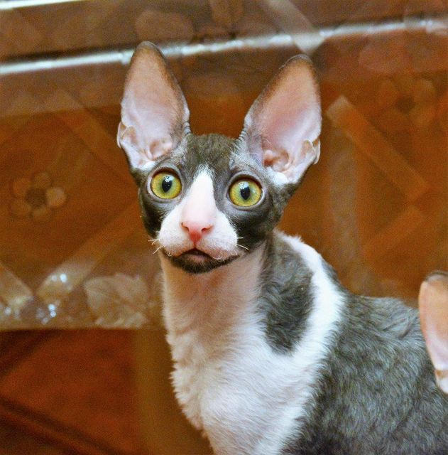 Star Forge William - cornish rex