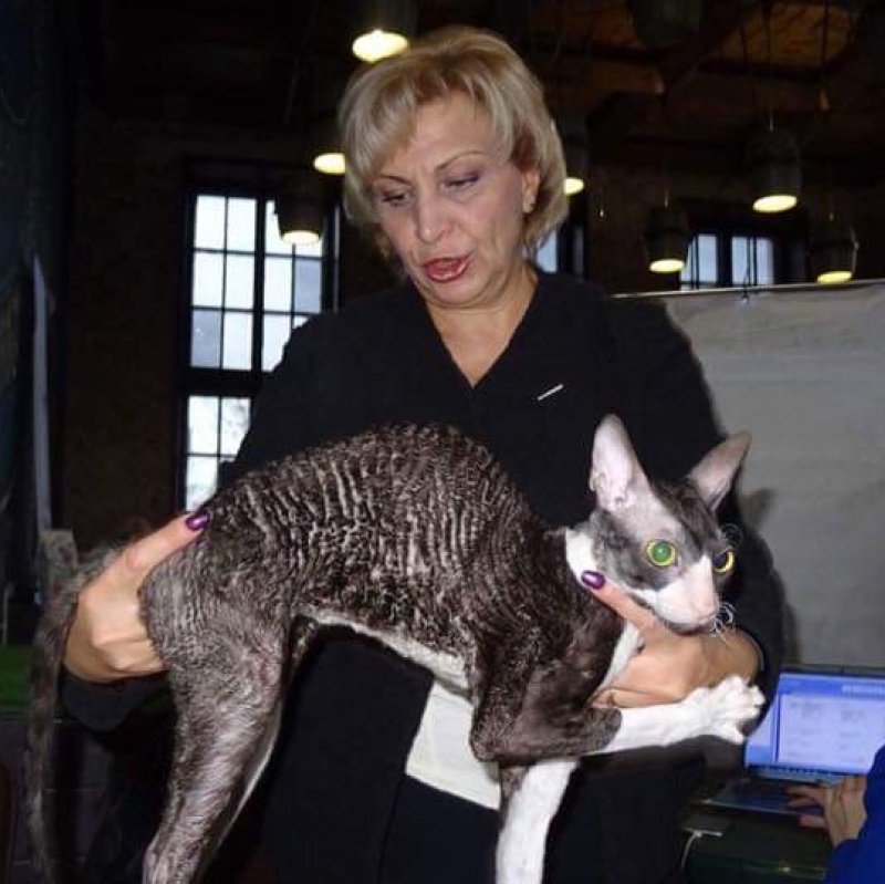 Star Forge William - Adult cornish rex 11 months 4 weeks