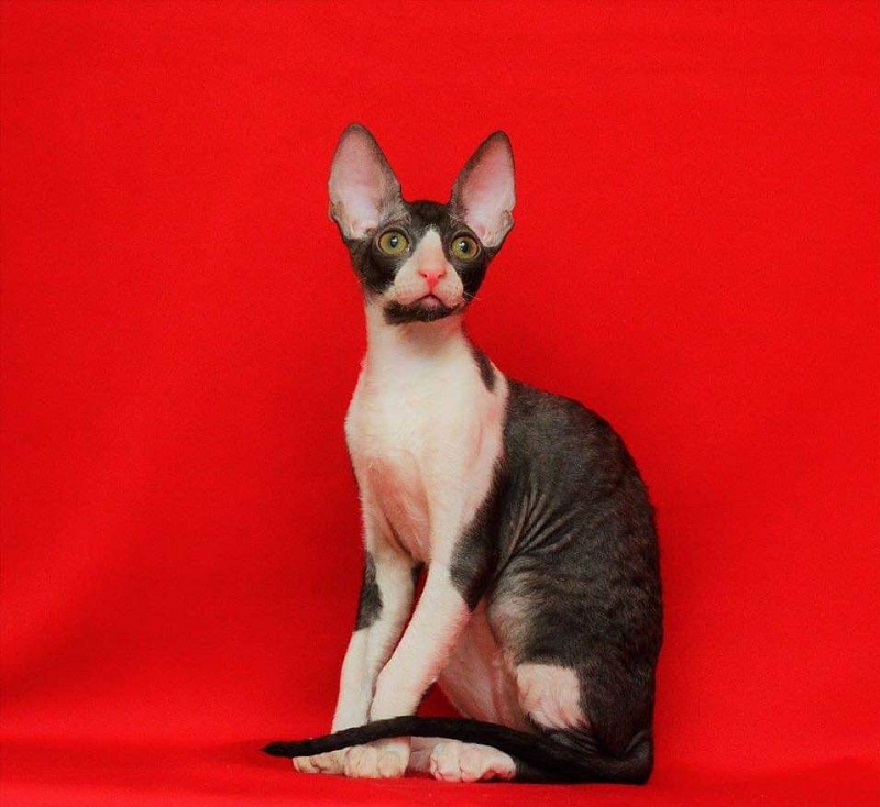 Star Forge William - Kitten cornish rex 3 months 3.5 weeks