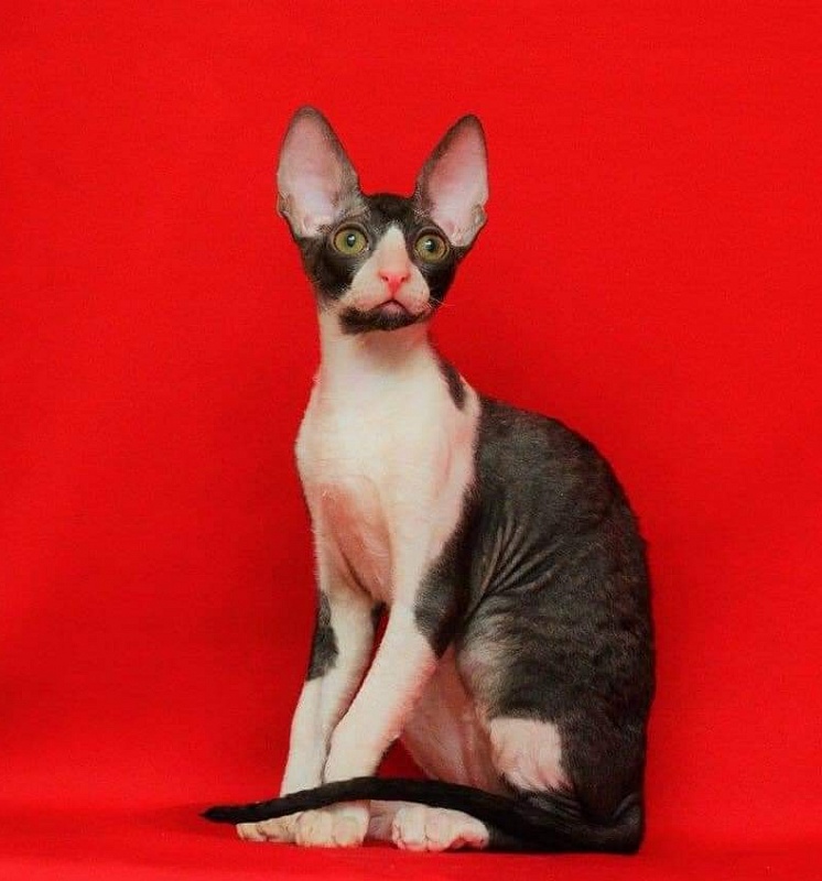Star Forge William - cornish rex