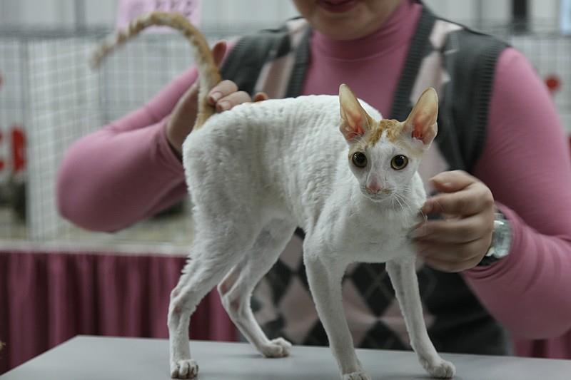 Blytt Royal Salute - cornish rex