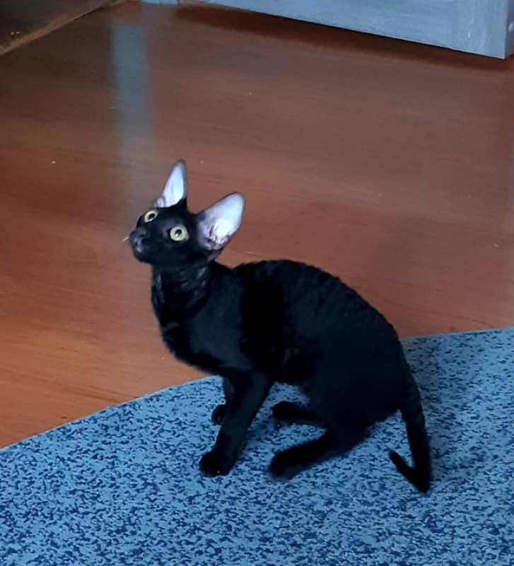 Xartt Fate Rex - cornish rex