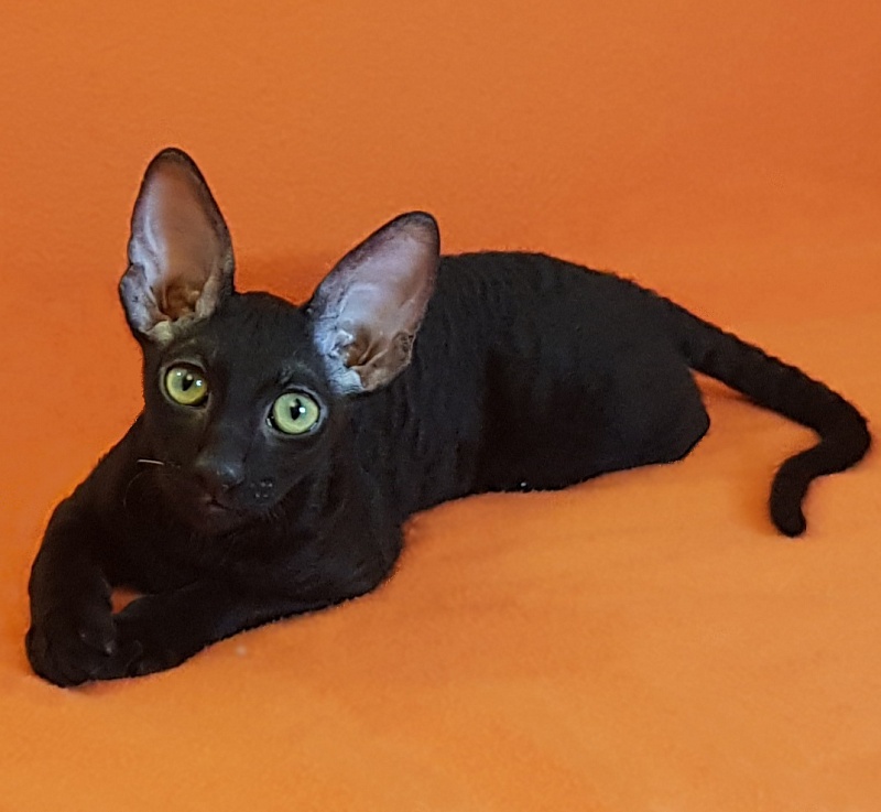 Xartt Fate Rex - Kitten cornish rex 4 months 0.5 weeks
