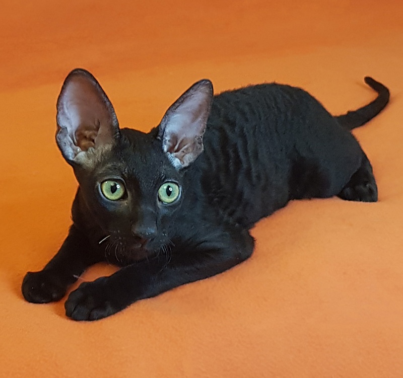 Xartt Fate Rex - Kitten cornish rex 4 months 0.5 weeks