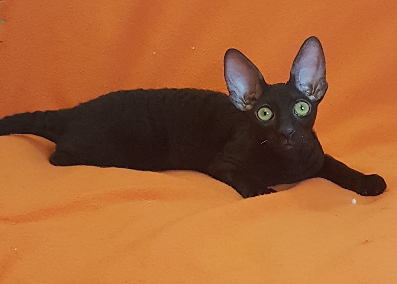 Xartt Fate Rex - Kitten cornish rex 4 months 0.5 weeks
