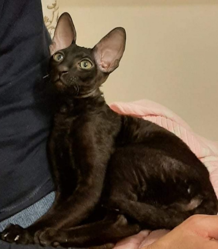 Xartt Fate Rex - cornish rex