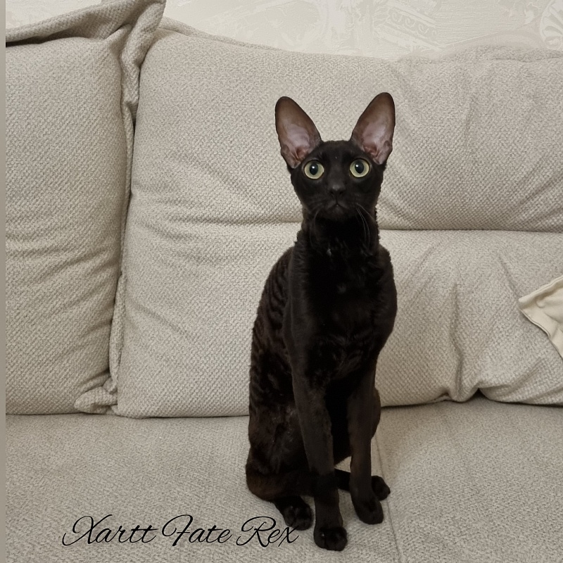 Xartt Fate Rex - Adult cornish rex 1 year 7 months 2 weeks