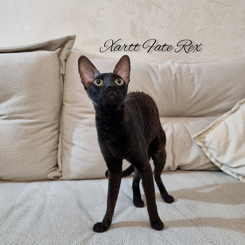 Xartt Fate Rex - Adult cornish rex 1 year 7 months 2 weeks