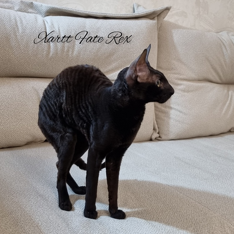 Xartt Fate Rex - Adult cornish rex 1 year 7 months 2 weeks