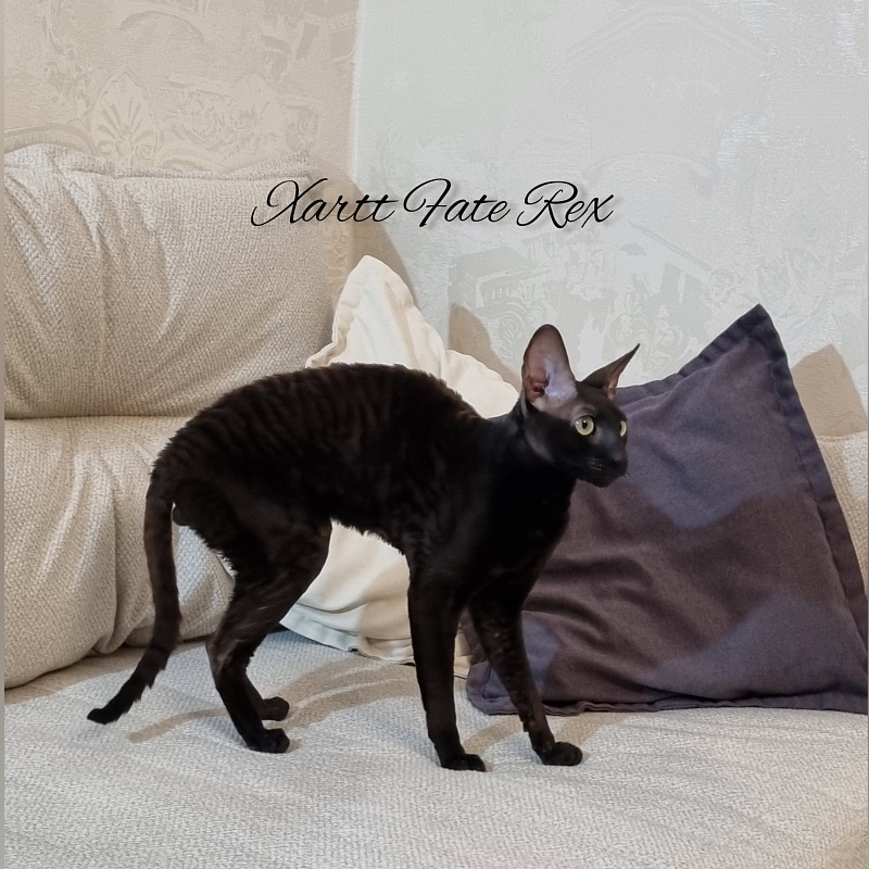 Xartt Fate Rex - Adult cornish rex 1 year 7 months 2 weeks