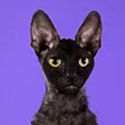 Mykro's Alexandro